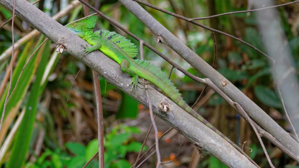 25 - Tortuguero NP (07).jpg
